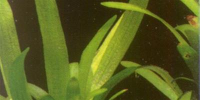 水草品種—浮葉小水蘭