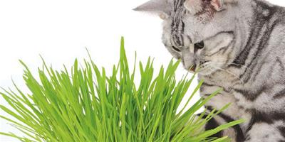貓草的功能和種植方法