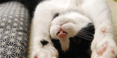 貓貓應急大全——窒息、中暑怎麼辦？
