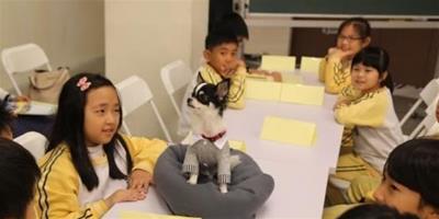 臺灣：伴讀犬走進課堂，給孩子正能量