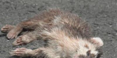 截至26日臺灣共確診103例鼬獾染狂犬病