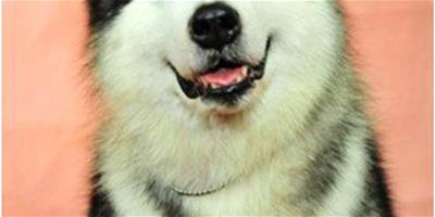 阿拉斯加雪橇犬的全面介紹