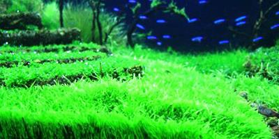 水族造景中幾種常見的水草栽種方法