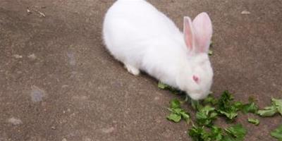 兔子吃草嗎 幼兔不能吃蔬菜及水果