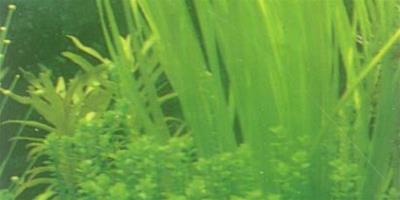 水草品種—絲帶蘭