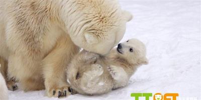 可愛小北極熊咬媽媽尾巴求關注