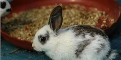 英國斑點兔吃什麼 兔子是草食性動物