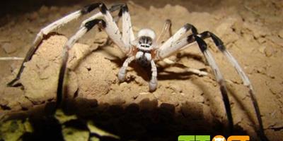 科學家在沙漠中發現罕見大蜘蛛