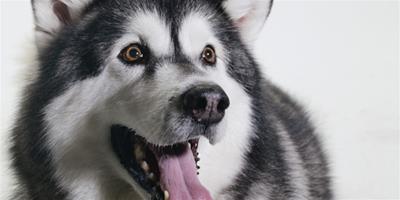 阿拉斯加雪橇犬怎麼美容？