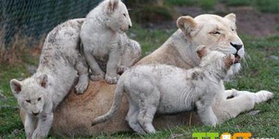 英國 罕見白色獅子三胞胎寶寶亮相