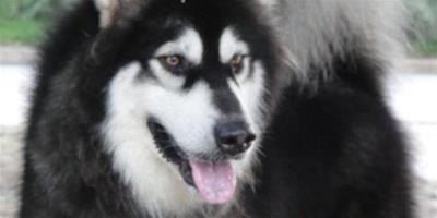 給阿拉斯加雪橇犬美容有哪些方法