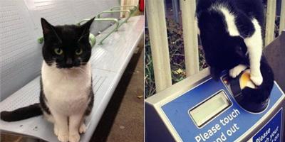 溫馨：倫敦“車站貓”每天找乘客討摸