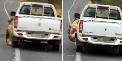 智利寵物犬被主人懸掛在車窗外拖行致死