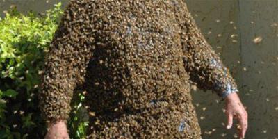 美蜜蜂專家用身體招來10萬隻蜜蜂 毫髮無傷