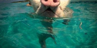 小野豬暢遊加勒比海，生活悠閒自在