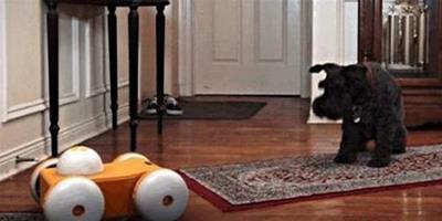智慧寵物玩具可以通過手機隨時可以跟家裡的寵物交流