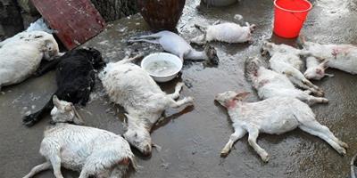 30多隻羊遭遇不明動物襲擊