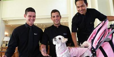 寵物狗澳洲享受至尊服務，每晚花2275元