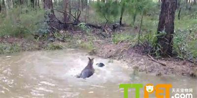德國獒犬挑戰袋鼠，反被按在水裡