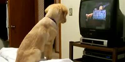 英國研究員稱寵物狗看電視時最先被聲音吸引