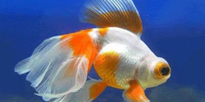 金魚吐泡泡怎麼回事 是因為水中缺乏氧氣