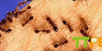 螞蟻的群體智慧