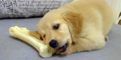 狗狗磨牙怎麼回事 不能忽略磨牙問題