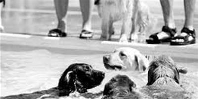 狗狗泳後注意事項
