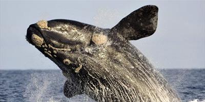 調查表明：氣候變化或導致露脊鯨捕食行為改變