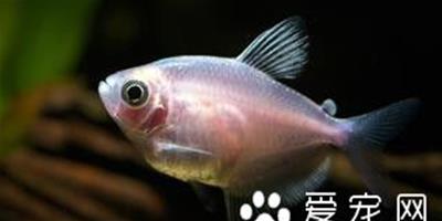 土黴素 魚使用土黴素的作用及使用方法