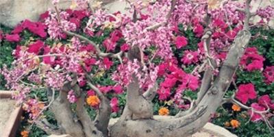 紫荊盆景常見的病蟲害及防治
