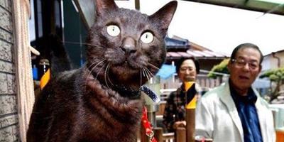 日本寵物貓大海嘯後失蹤3年終與主人團聚