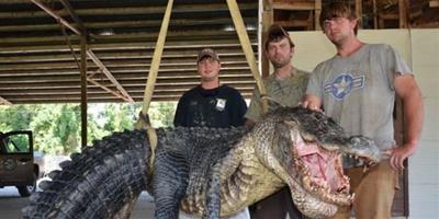 美國捕獲長4.3米重330公斤巨鱷