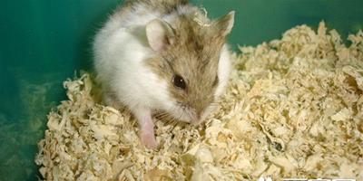 倉鼠能活多久 壽命的長短也受到生活環境