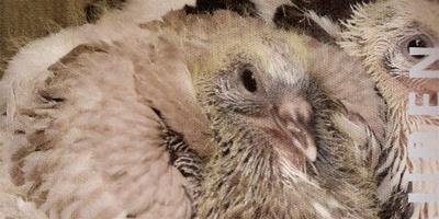 信鴿一切正常還要注射疫苗嗎？