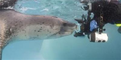 英國攝影師史蒂夫與海豹一起暢遊