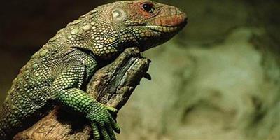 秘魯鱷魚蜥的飼養技巧