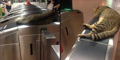 新加坡地鐵貓站長 霸氣睡收票口