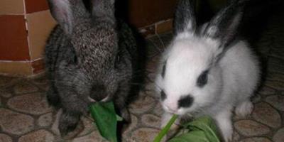 兔子都吃什麼草 不能餵食新鮮的苜蓿