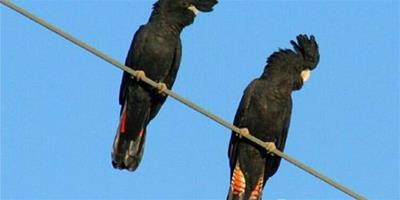 紅尾黑鳳頭鸚鵡的飼養知識
