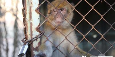 最後15只動物獲救 汗尤尼斯動物園永久關閉