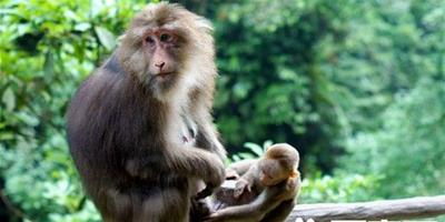 養猴子犯法嗎 私養猴子屬違法無一例外