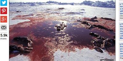 殘忍至極 加拿大合法獵殺近50萬隻海豹