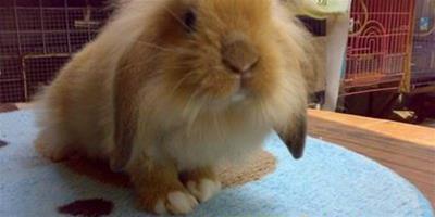 【疑問】垂耳兔多長時間耳朵垂下來？