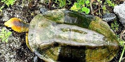 紅頭蛇頸龜的介紹