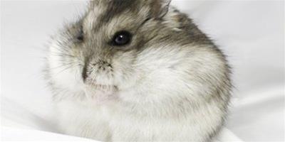 孕婦可以養倉鼠嗎？會有影響嗎？