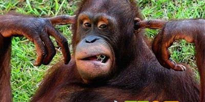 紅毛猩猩嫌遊客吵鬧，用手指堵住耳朵想清靜