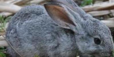 幼兔子吃什麼 可以吃無限量的幹牧草