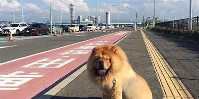 關西空港捕獲獅子王 原來是超呆萌鬆獅犬