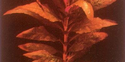 水草品種—大血心蘭